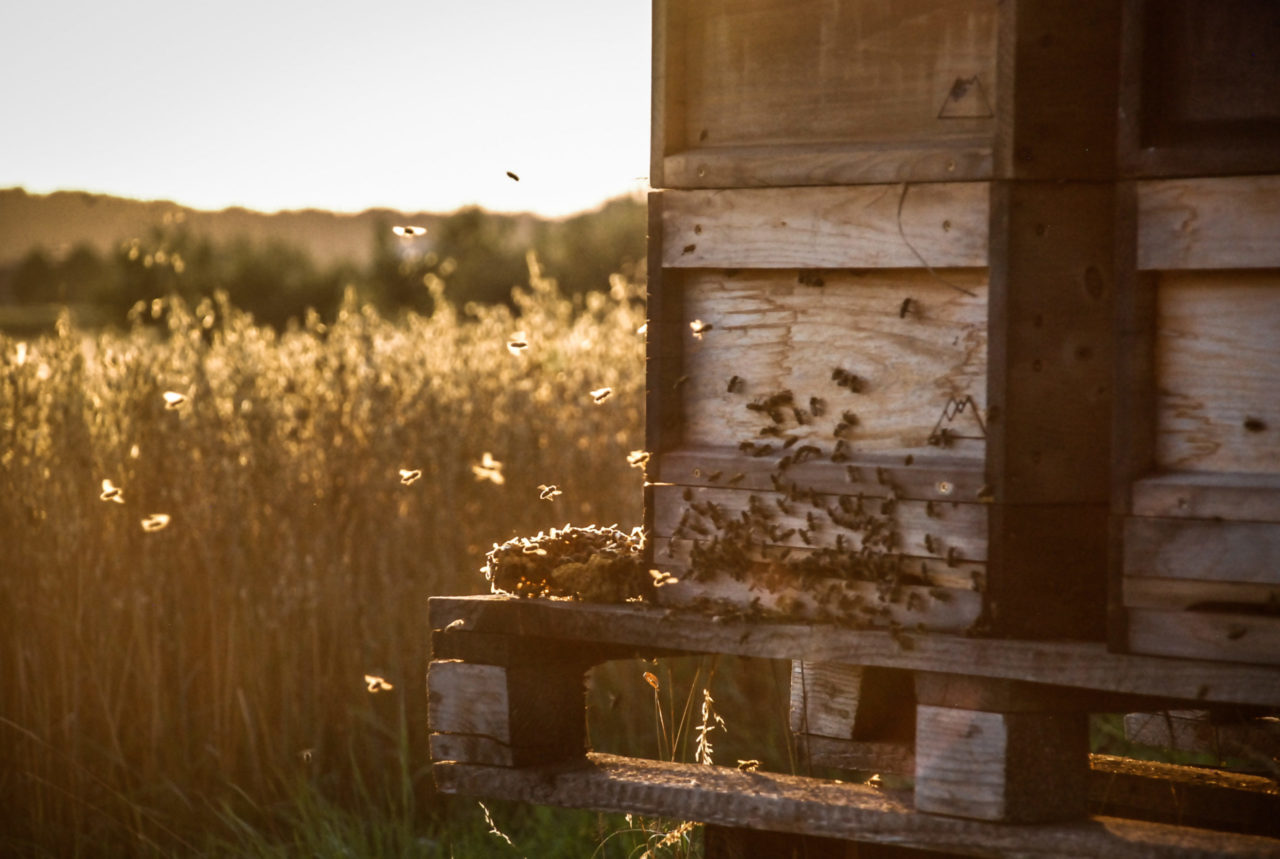 Bienen Patenschaft