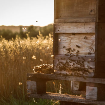 Bienen Patenschaft