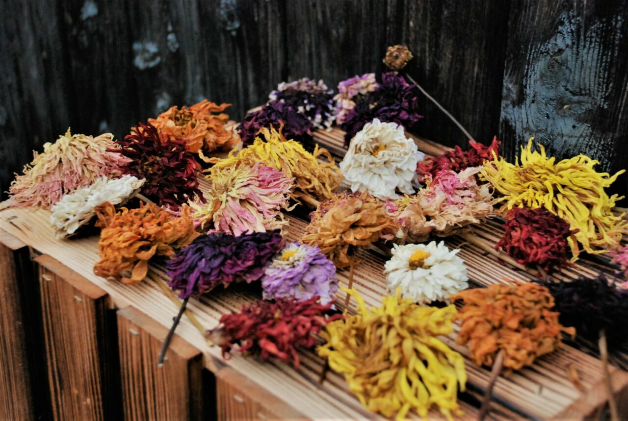 Dahlien-Fieber - Das kunterbunte Dahlien-Trockenblumen-Set