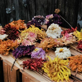 Dahlien-Fieber - Das kunterbunte Dahlien-Trockenblumen-Set